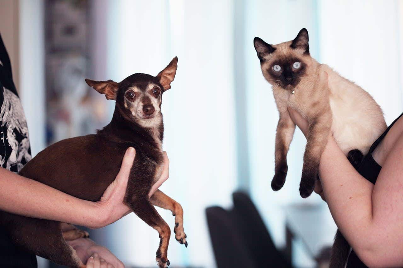 Cuidado de mascotas después de la DANA