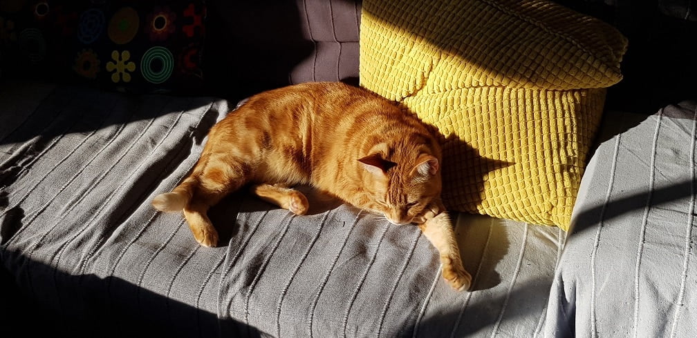 Cuidados mascotas en casa