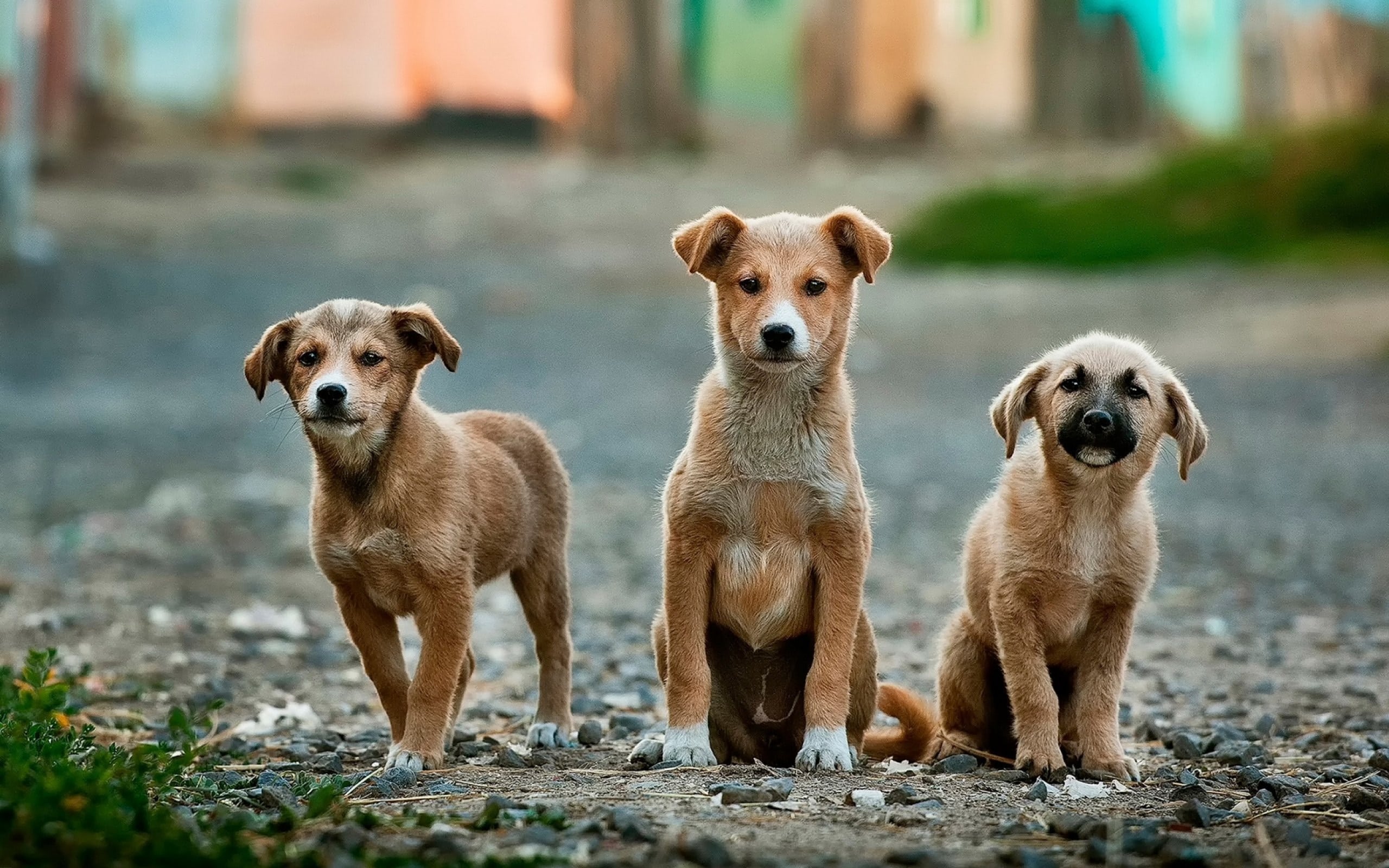 Seguro veterinario para mascotas