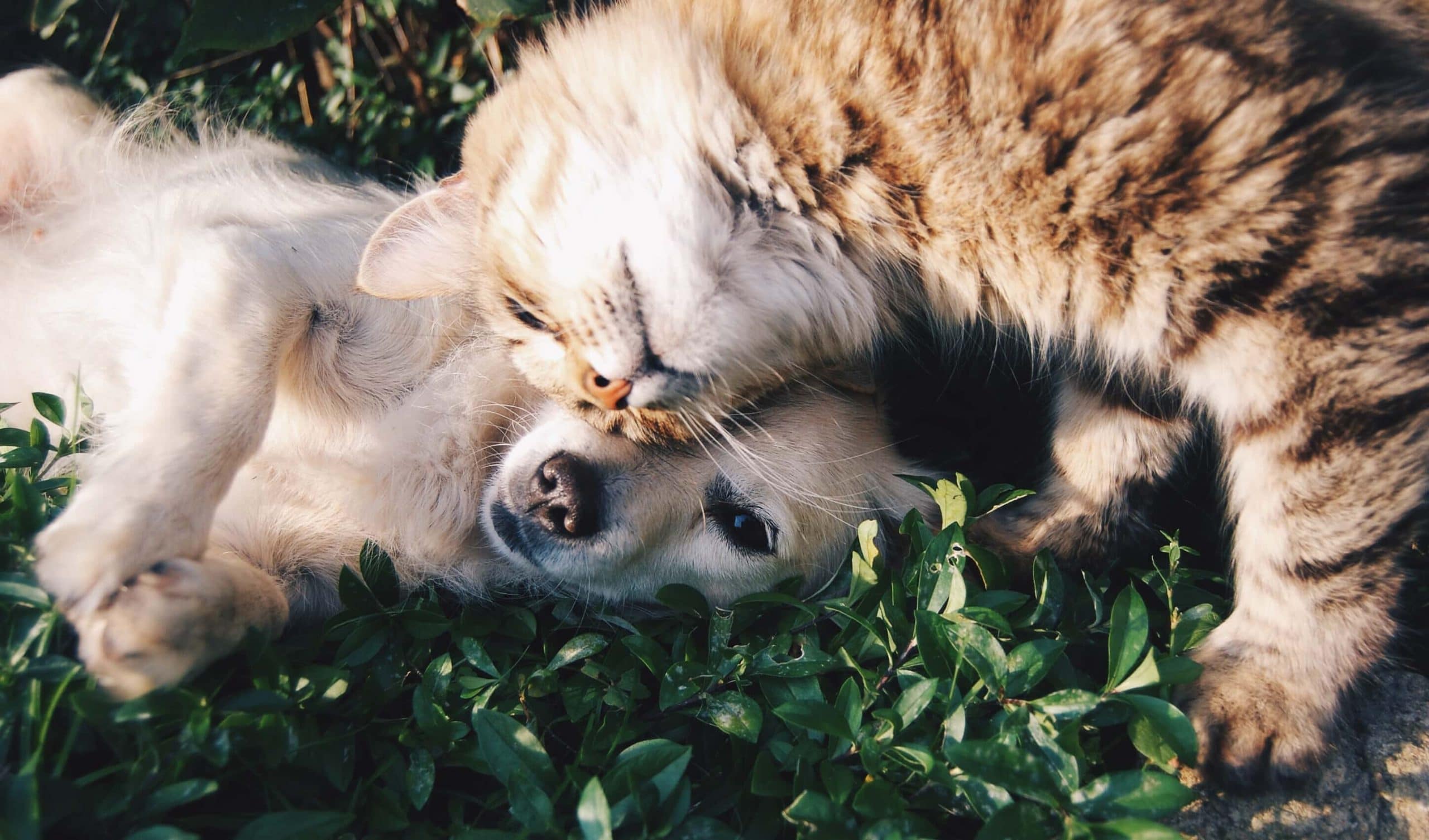 Seguros para perros y gatos