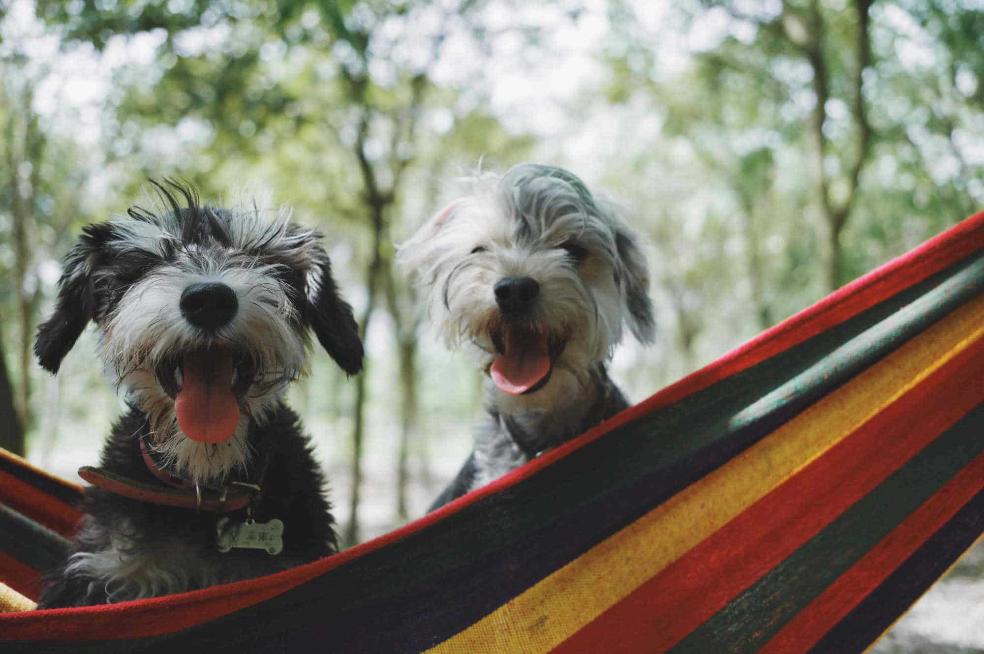 Mascotas