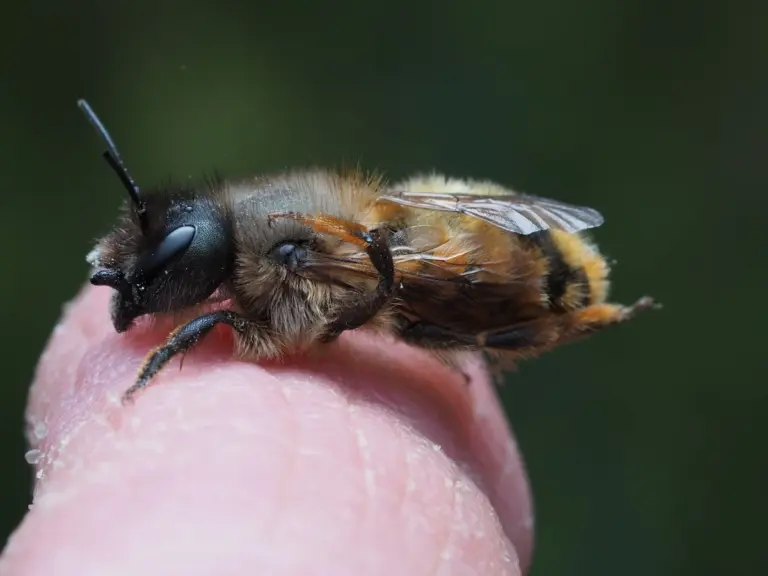 qué hacer si me pica una abeja y soy alérgico